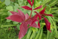 Purple Leaves