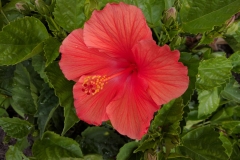 Hibiscus