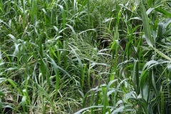 Plants in a forest