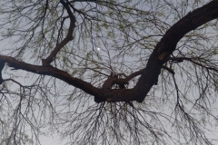tree limb