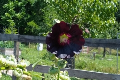 red and yellow flower