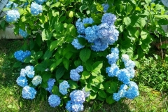 hydrangea