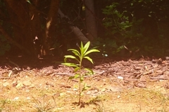 tiny plant