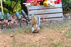 squirrel standing