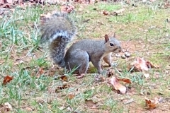 gray squirrel