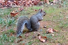 squirrel