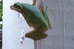 frog