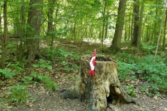 Canadian Tree Stump