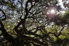 Angel Oak in St. John Island, South Carolina