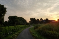 Forest pathway