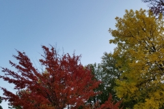 Fall Colors