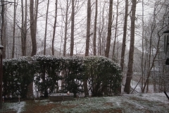 Snow on shrubs