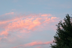 Pink Clouds and a Tree