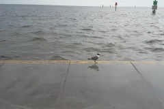 Water Seagull